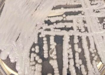 fiocruz-e-pasteur-vao-pesquisar-sobre-danos-dos-fungos-no-ser-humano